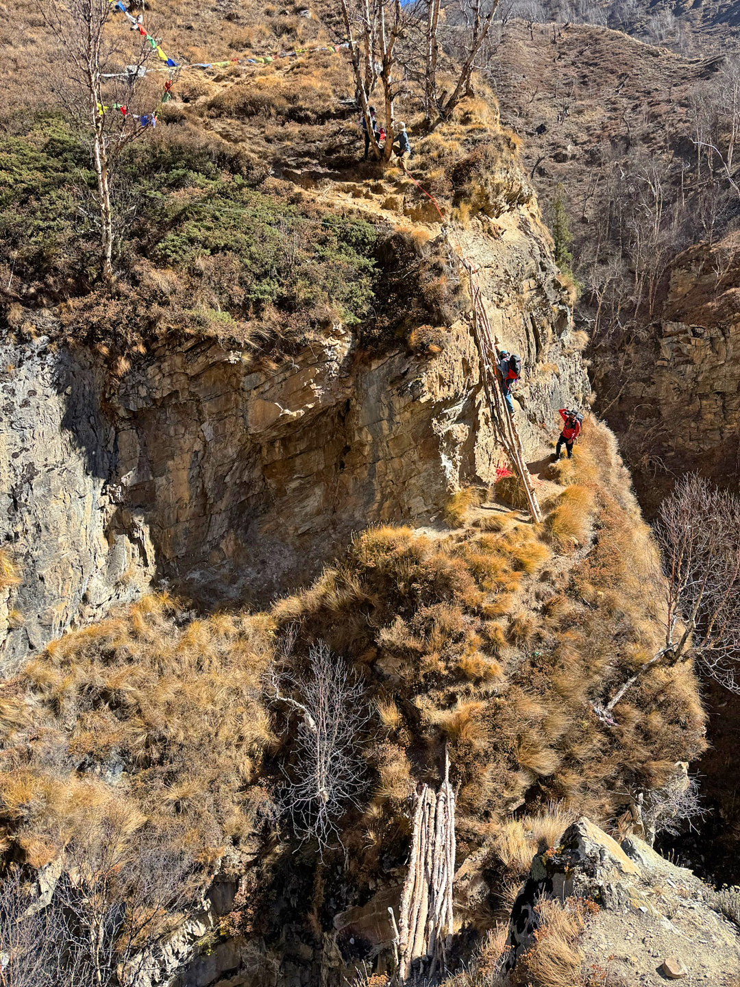 Negotiating birch log ladders on the approach to the Kanjiroba Sanctuary. 