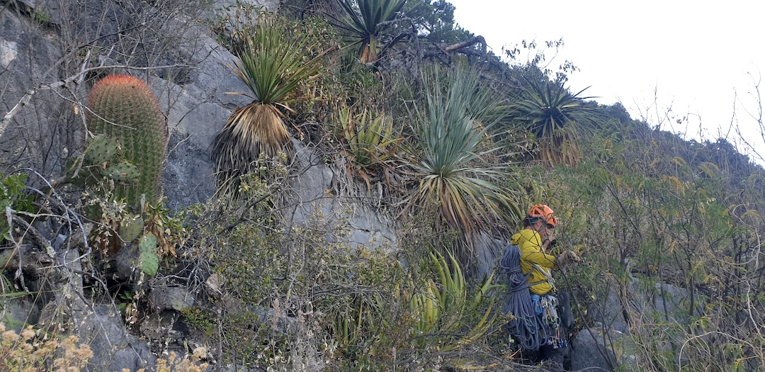 Matt Reeser navigating a variety of cactus species during the descent from Hard Very Cactus. 