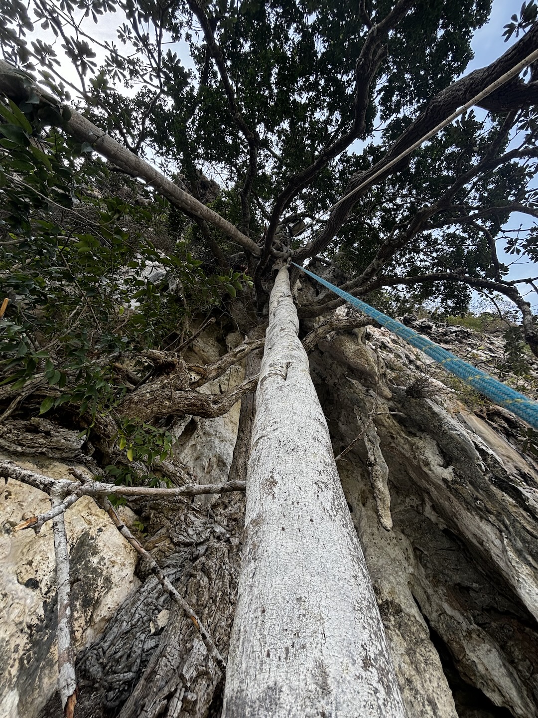 A 30-meter vine that acted as an “easy shortcut” for Dave Hood on the first pitch of Fun Dee (5.12a). A bolted pitch now avoids the vine climb.