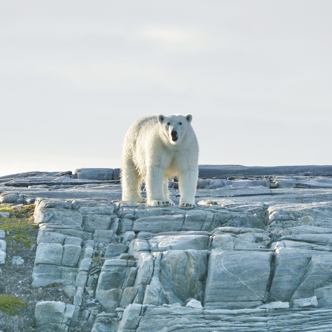 The team encountered four polar bears during the trip, some of them a little too close for comfort.