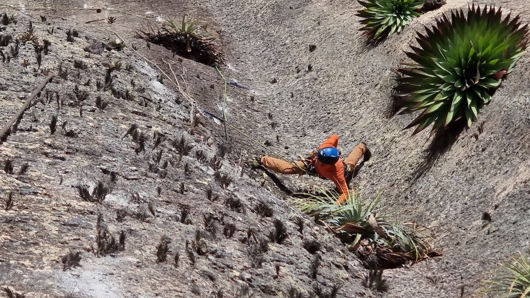 Valdesir Machado stems and avoids spiky bromeliads while freeing a pitch of new route Folia do Dovino (7c+) on Pedra Riscada. 