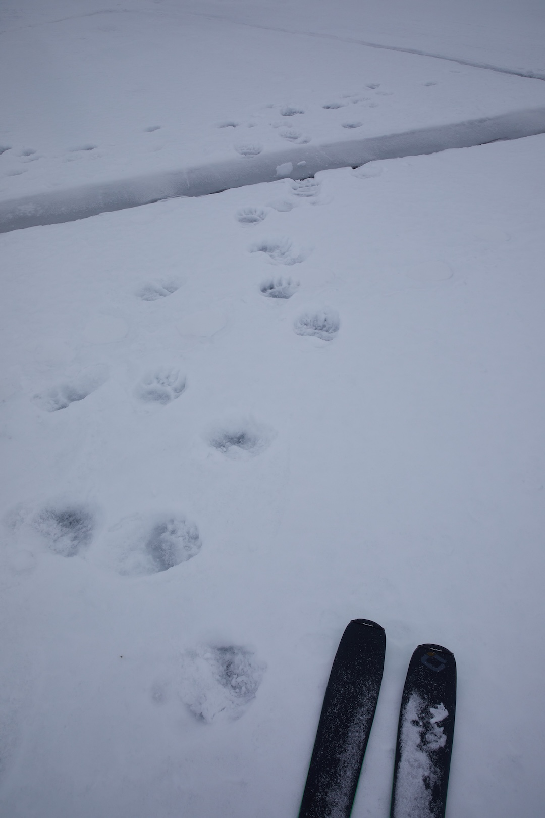 Fresh bear tracks on the sea ice as the pair headed to the boat pick-up, having not slept and skinned all night instead to make the rendezvous.