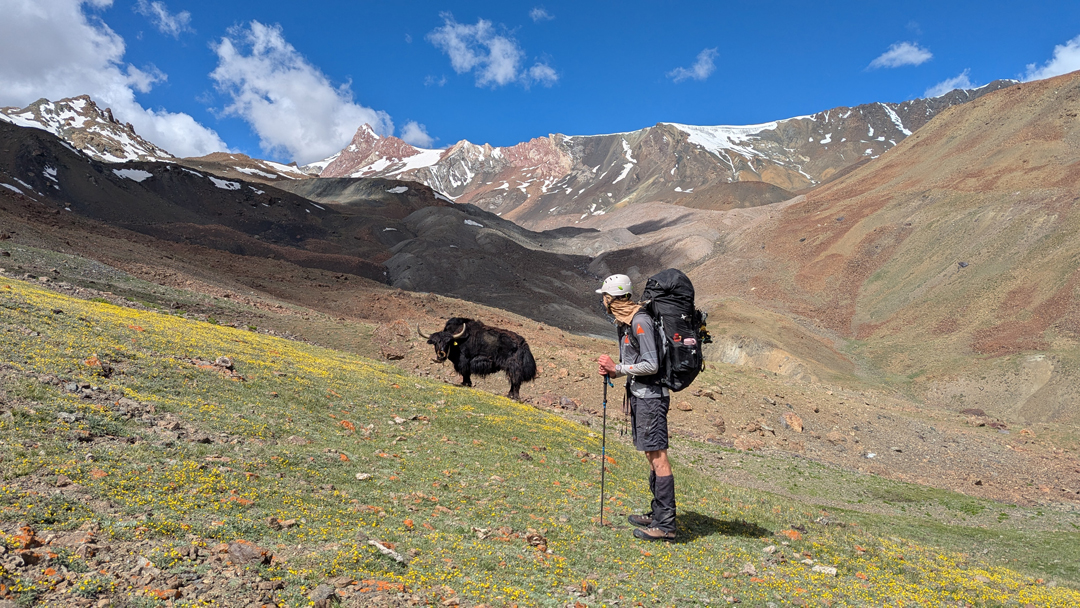 Oak Jones meets one of the local inhabitants of the Samlas Tokpo. Jones and Shar Mathias descended into this valley toward the end of their journey by crossing the skyline ridge to the right of the pointed red rock peak left of center. 